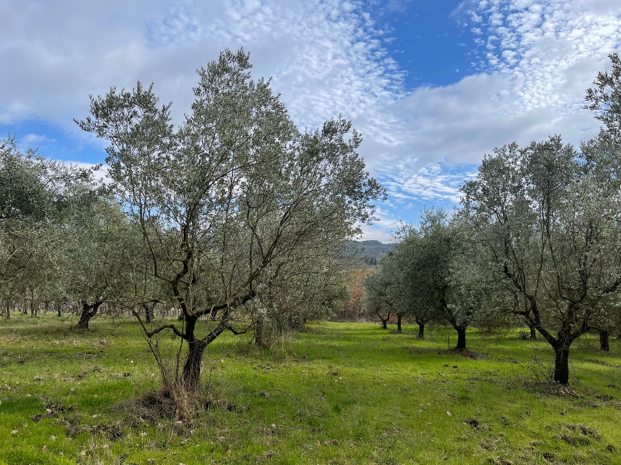 Olijfgaard, Olivetrees, Uliveto
